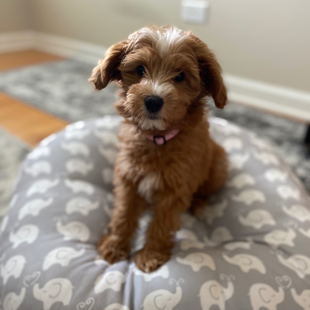 Meet your Posher, Lauren